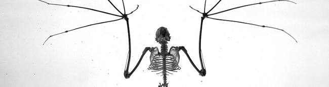 du sql pour pimenter joomla